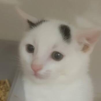Domestic Short Hair Cats Available for Adoption in Redwood City, California - Hunter | PetCurious