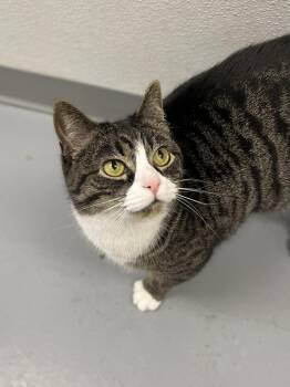 Domestic Short Hair Cats Available for Adoption in Covington, Virginia - Fleetwood | PetCurious