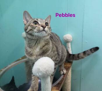 Pebbles -  Domestic Short Hair Cat for Adoption in Whitewater, Wisconsin - Pebbles | PetCurious