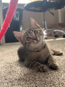 Rescue Domestic Short Hair Cats for Adoption in Magnolia, Texas - Leo | PetCurious