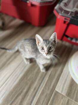 Oreo & Smokey -  Domestic Short Hair Cat for Adoption in New Bedford, Massachusetts - Oreo & Smokey | PetCurious