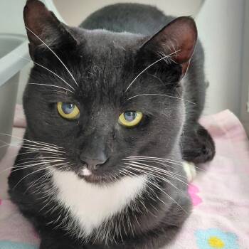 Rescue Domestic Short Hair Cats for Adoption in Philadelphia, Pennsylvania - Lucipurr | PetCurious