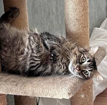 Tabby and Domestic Long Hair Cats Available for Adoption - Zenway | PetCurious