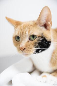 Cinnamon -  Domestic Short Hair Cat for Adoption in Montclair, New Jersey - Cinnamon | PetCurious