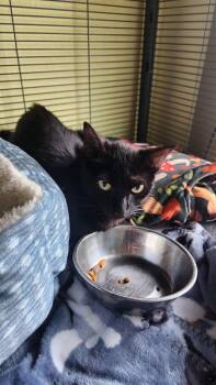 Rescue Domestic Medium Hair Cats for Adoption in Libertyville, Illinois - Wilma | PetCurious