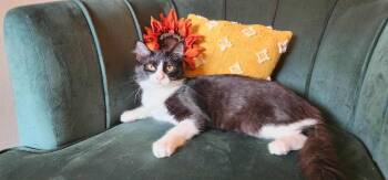 Rescue Domestic Medium Hair Cats for Adoption in Ocean Springs, Mississippi - Katniss | PetCurious