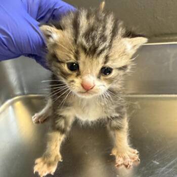 TUSC-Stray-84199_2 -  Domestic Short Hair Cat for Adoption in Tuscaloosa, Alabama - TUSC-Stray-84199_2 | PetCurious