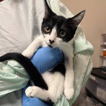 Pork -  Domestic Short Hair Cat for Adoption in Tempe, Arizona - Pork | PetCurious