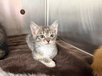 Quilla -  Domestic Short Hair Cat for Adoption in Murray, Kentucky - Quilla | PetCurious