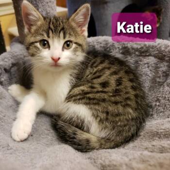 Katie -  Domestic Short Hair Cat for Adoption in Carmel, Indiana - Katie | PetCurious