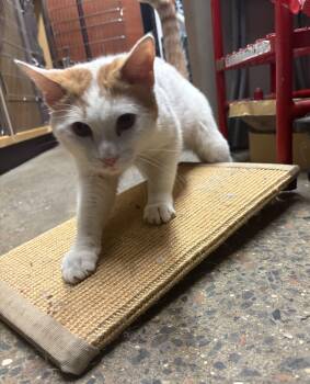 Domestic Short Hair Cats Available for Adoption - Sundance | PetCurious