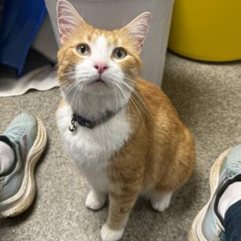 Jeffrey -  Domestic Short Hair Cat for Adoption in Blue Ridge, Georgia - Jeffrey | PetCurious