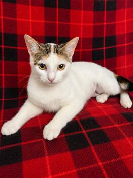 Chevy -  Domestic Short Hair Cat Available for Adoption in Oviedo, Florida - Chevy | PetCurious