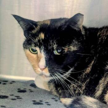 Domestic Short Hair Cats Available for Adoption in Pensacola, Florida - POOPSIE | PetCurious