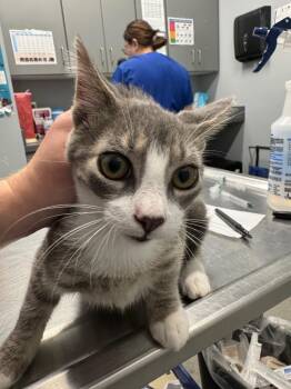 Colorado -  Domestic Short Hair Cat for Adoption in Bloomington, Indiana - Colorado | PetCurious