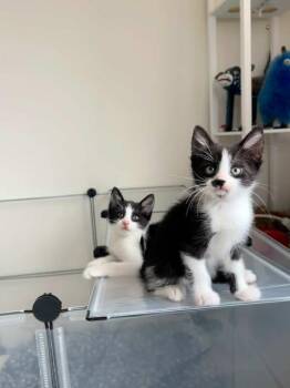 Rescue Domestic Short Hair Cats for Adoption in New York, New York - Spoon And Spatula Sweetest Bonded Tuxedo Pair | PetCurious
