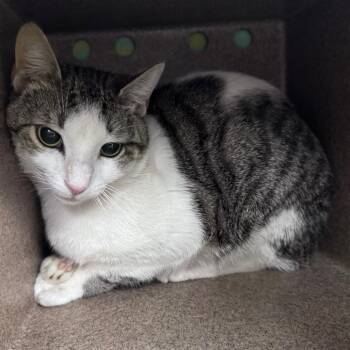 Domestic Short Hair Cats Available for Adoption in Summerville, South Carolina - Oz @ Pet Supermarket On Bacons Bridge Road | PetCurious