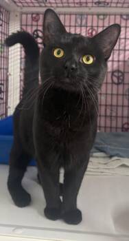 Domestic Short Hair Cats Available for Adoption in Trenton, New Jersey - Count Chocula | PetCurious