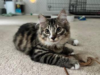 Augustina -  Domestic Long Hair and Maine Coon Cat for Adoption in Maple Valley, Washington - Augustina | PetCurious