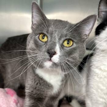 Whispers -  Domestic Medium Hair Cat for Adoption in Matteson, Illinois - Whispers | PetCurious