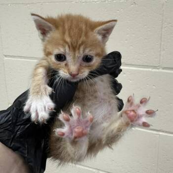 Eyola -  Domestic Short Hair Cat for Adoption in Reno, Nevada - Eyola | PetCurious
