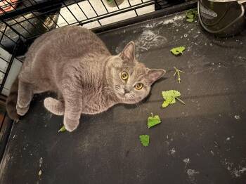 Dusty-Pet Valu Oakwoods -  British Shorthair Cat for Adoption in Mississauga, Ontario - Dusty-Pet Valu Oakwoods | PetCurious
