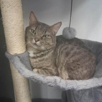 Domestic Short Hair Cats Available for Adoption - Aries | PetCurious