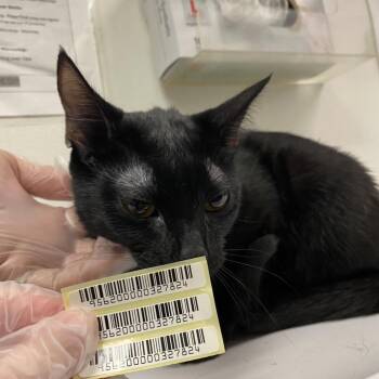 Lady -  Domestic Short Hair Cat for Adoption in Charleston, West Virginia - Lady | PetCurious