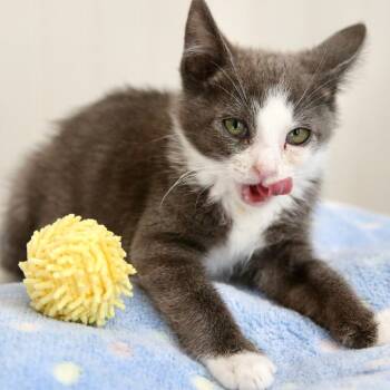 Chewbacca -  Domestic Short Hair Cat for Adoption in Keizer, Oregon - Chewbacca | PetCurious