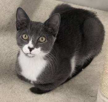 Clark -  Domestic Short Hair Cat for Adoption in Venice, Florida - Clark | PetCurious