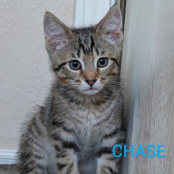 Rescue Domestic Medium Hair Cats for Adoption in Fort Worth, Texas - Chase | PetCurious
