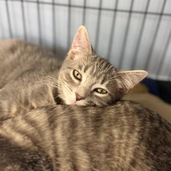 Wilder -  Domestic Short Hair Cat for Adoption in Portage, Michigan - Wilder | PetCurious