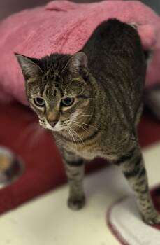 Nauva -  Domestic Short Hair Cat for Adoption in Sherwood, Arkansas - Nauva | PetCurious