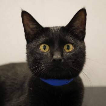 Domestic Short Hair Cats Available for Adoption in Tampa, Florida - Meelo ( Milo ) | PetCurious