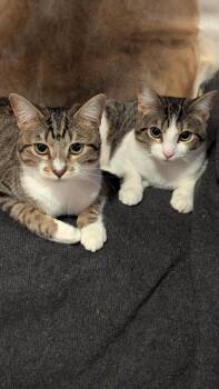 Domestic Short Hair Cats Available for Adoption - Olive & Oslo | PetCurious