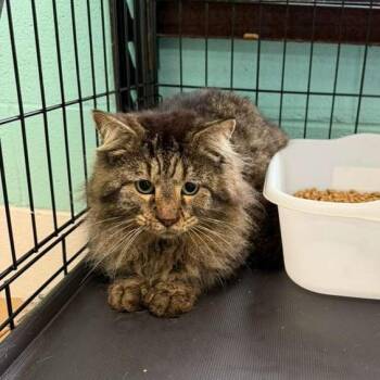 Domestic Long Hair Cats Available for Adoption in Gadsden, Alabama - Battle Cat | PetCurious