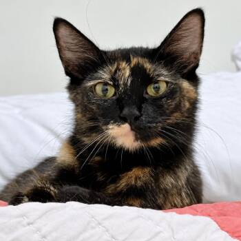 Pastry Chef -  Domestic Short Hair Cat for Adoption in Austin, Texas - Pastry Chef | PetCurious