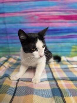 Rescue Domestic Short Hair Cats for Adoption in Houston, Texas - Poshy | PetCurious