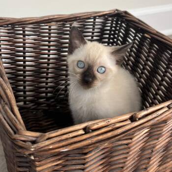 Pixel -  Siamese Cat for Adoption in Brownsboro, Alabama - Pixel | PetCurious