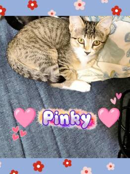 Pinky -  Domestic Short Hair Cat for Adoption in Panama City, Florida - Pinky | PetCurious