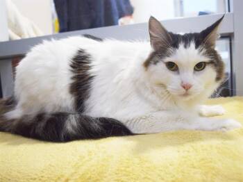 M.C. -  Maine Coon and Domestic Short Hair Cat for Adoption in Sacramento, California - M.C. | PetCurious