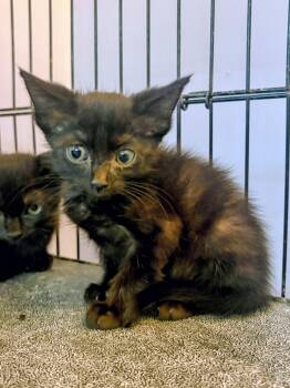 Columbia -  Domestic Short Hair Cat for Adoption in Treasure Island, Florida - Columbia | PetCurious