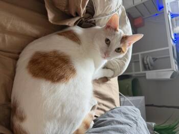 Domestic Short Hair Cats Available for Adoption in Omaha, Nebraska - FFC00304 Sparky | PetCurious