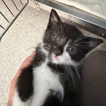 Sutton -  Domestic Short Hair Cat for Adoption in Englewood, Florida - Sutton | PetCurious