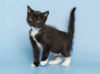 SPOINGUS -  Domestic Short Hair Cat for Adoption in Phoenix, Arizona - SPOINGUS | PetCurious