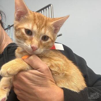 Rescue Domestic Short Hair Cats for Adoption in Washington, District Of Columbia - Toby | PetCurious