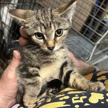 Lily -  Domestic Short Hair Cat for Adoption in Johnstown, Pennsylvania - Lily | PetCurious