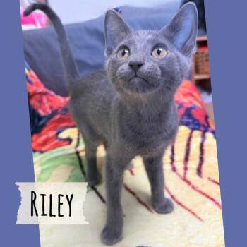 Riley -  Domestic Short Hair Cat for Adoption in Corpus Christi, Texas - Riley | PetCurious