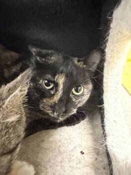 Domestic Short Hair Cats Available for Adoption in West Chester, Pennsylvania - Mindy | PetCurious