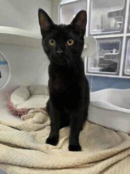 Rescue Domestic Medium Hair and Domestic Short Hair Cats for Adoption in Atlanta, Georgia - Ollie | PetCurious